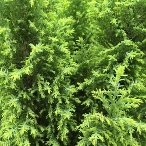 Conifer Thuja occidentalis Danica Dwarf | ScotPlants Direct